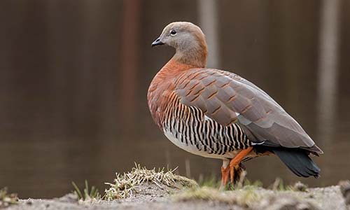 Cauquén real (Chloephaga poliocephala)