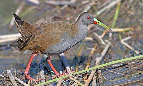 Gallineta común (Pardirallus sanguinolentus)