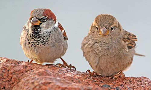 Gorrión (Passer domesticus)