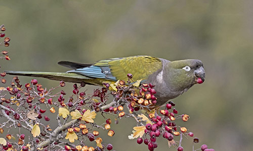 Loro barranquero (Cyanoliseus patagonus)