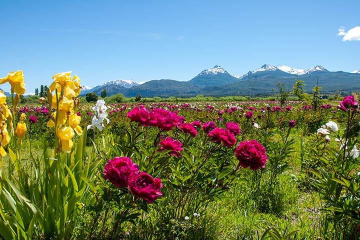 Jardín de Peonías en Trevelin